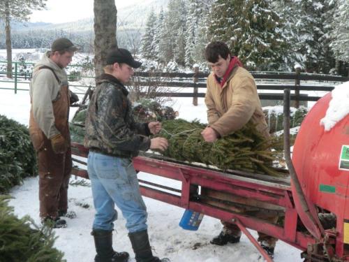 Three men working outdoors in the snow, bundling evergreen trees on a conveyor belt. Pine trees and a snowy landscape are visible.