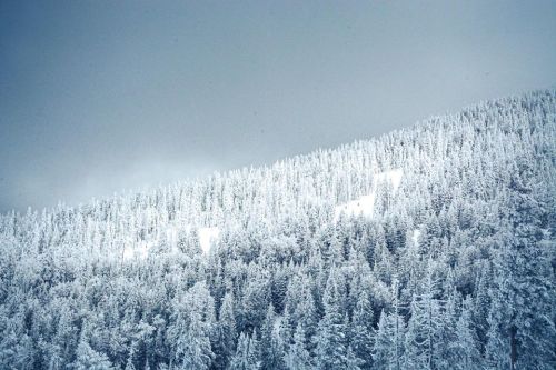 A snowy landscape featuring a dense forest of evergreen trees under a cloudy sky.