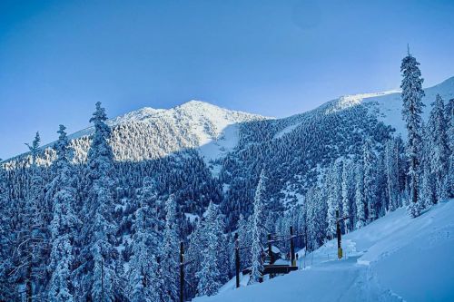 Snow-covered mountains rise above a forest of tall pine trees under a clear blue sky.