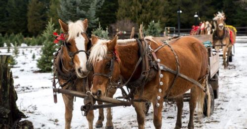 Two brown horses with white manes are harnessed to a wooden cart in a snowy landscape, surrounded by evergreen trees.