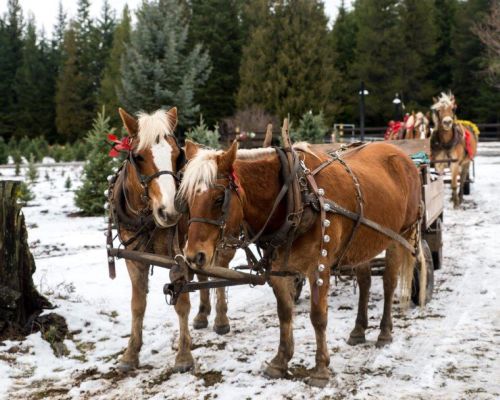 Two brown horses with festive decorations stand side by side, harnessed to a wooden cart in a snowy landscape.