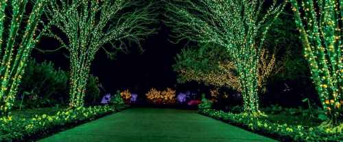 A pathway lined with trees adorned in green lights, creating a magical, illuminated garden at night.