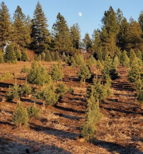 A landscape of evergreen trees with a clear blue sky and a full moon visible in the background.