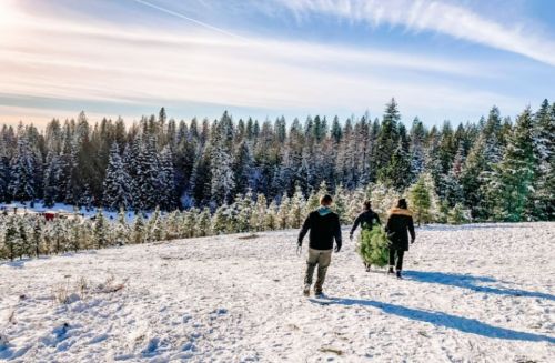 Three people walk through a snowy landscape, carrying a Christmas tree, surrounded by evergreen trees.