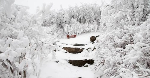 A snowy landscape with trees covered in frost and a sign partially visible in the background, indicating a trail.