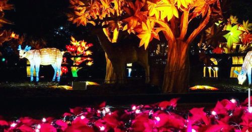 Colorful illuminated lanterns of trees and animals in a vibrant autumn setting with red leaves and warm lighting.