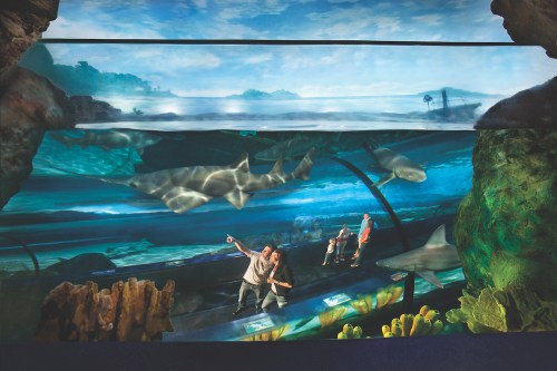 Visitors observe sharks and marine life through a large underwater viewing tunnel in an aquarium.