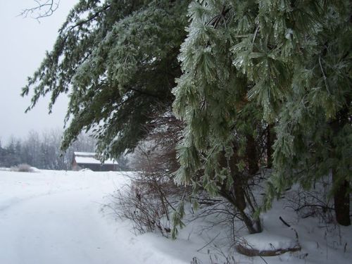 A snowy landscape with evergreen trees, a path, and a distant barn partially obscured by the winter scenery.