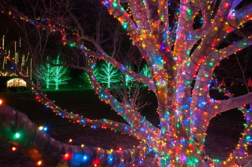 A tree wrapped in colorful lights, with illuminated trees in the background, creating a festive nighttime scene.