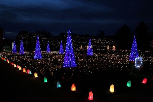 A nighttime scene featuring illuminated blue Christmas trees and colorful lights in a festive outdoor display.