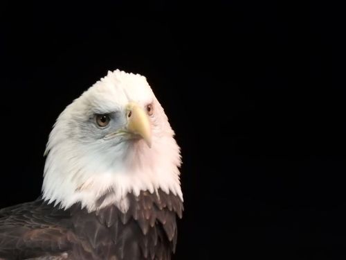 A close-up of a bald eagle against a black background, showcasing its distinctive white head and sharp gaze.