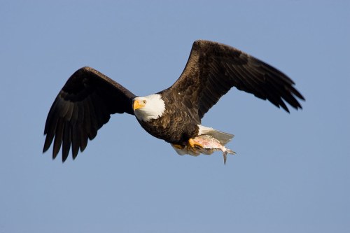 A bald eagle soaring through the sky, clutching a fish in its talons.