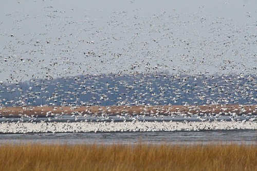 A large flock of white birds flies over a wetland, with grassy areas and distant hills in the background.