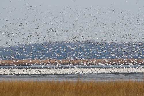 A large flock of white birds flies over a wetland, with grassy areas and distant hills in the background.