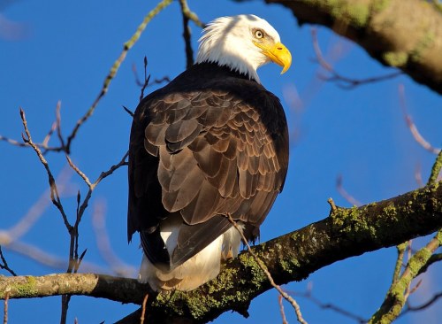 A bald eagle perched on a tree branch, showcasing its distinctive white head and dark brown feathers against a blue sky.