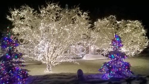 A winter scene featuring trees and shrubs adorned with colorful holiday lights against a dark night sky.