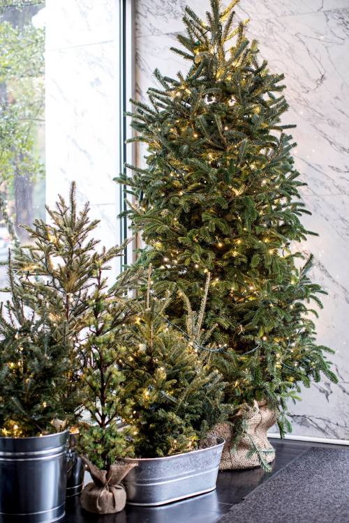 A large Christmas tree with lights stands beside smaller trees in decorative pots, set against a marble wall.