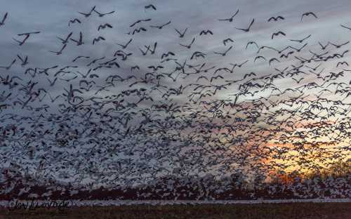 A flock of birds takes flight against a colorful sunset, creating a dynamic scene in the sky.