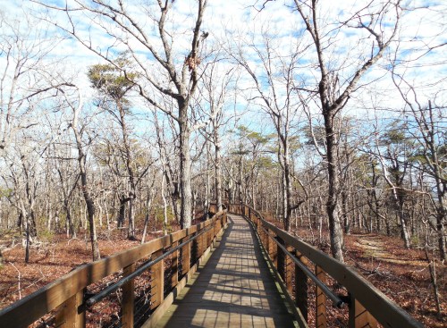 A wooden boardwalk winds through a forest of bare trees under a partly cloudy sky.