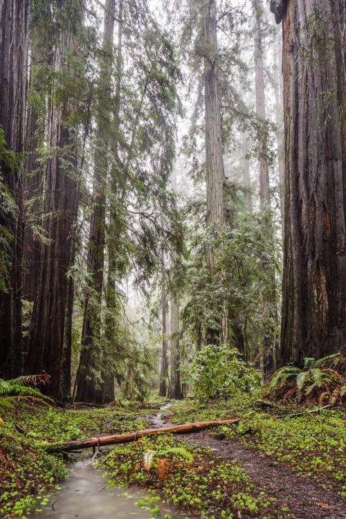 A misty redwood forest with tall trees, lush greenery, and a small stream flowing through the underbrush.
