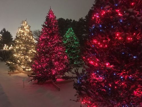 Colorful Christmas trees adorned with lights in a snowy landscape at night.