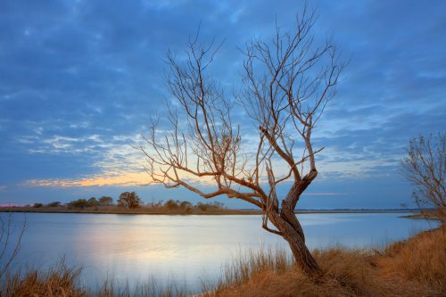 A bare tree stands by a calm river at sunset, with soft clouds and golden light reflecting on the water.