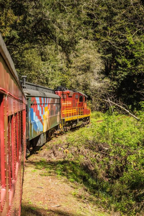 A colorful train travels through a lush green forest, surrounded by trees and vegetation.