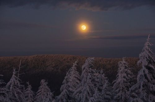 A full moon illuminates a snowy forest under a dark sky, creating a serene winter landscape.