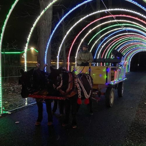 A horse-drawn carriage with festive lights passes through a colorful illuminated archway in a wooded area.
