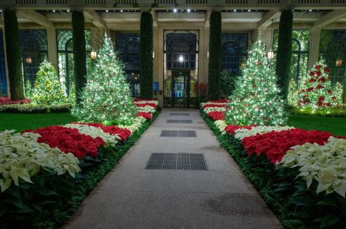 A beautifully lit pathway lined with Christmas trees and poinsettias in a festive indoor garden.
