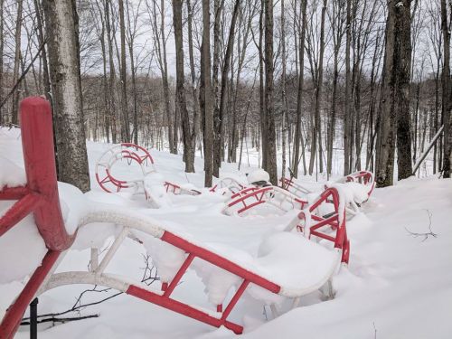 Red sleds partially buried in snow, surrounded by bare trees in a winter landscape.