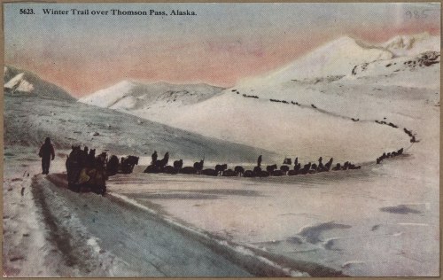A snowy trail in Thomson Pass, Alaska, with a line of sled dogs and people traveling through the winter landscape.