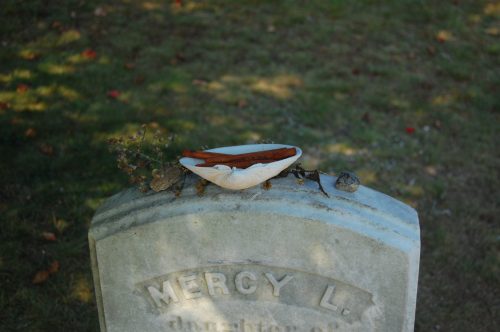 A decorative shell with sticks and small stones rests on a gravestone in a grassy area.