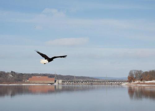 A bald eagle flies over a calm river, with a dam and trees visible in the background under a clear blue sky.