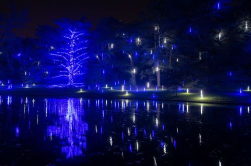 A serene night scene featuring trees adorned with blue lights, reflecting on a calm pond.