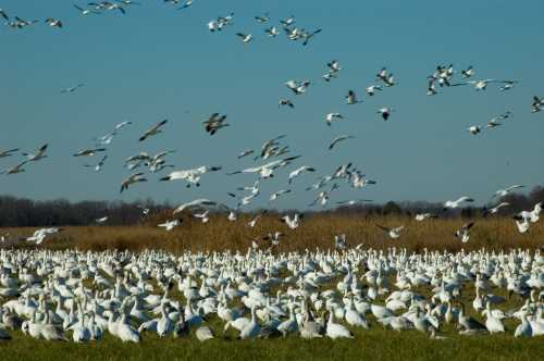 A large flock of white birds, including snow geese, gathers on a grassy field under a clear blue sky.