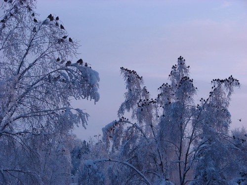 Snow-covered trees with birds perched on branches against a soft, pastel winter sky.