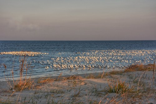 A serene beach scene with numerous birds gathered along the water's edge, framed by gentle sand dunes and a calm sea.