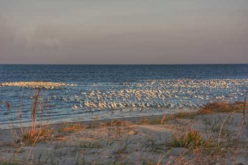 A serene beach scene with numerous birds gathered along the water's edge, framed by gentle sand dunes and a calm sea.