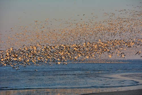 A large flock of birds takes flight over a calm ocean at sunset, creating a stunning silhouette against the sky.
