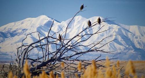 Four eagles perched on a bare tree branch, with snow-capped mountains and golden grasses in the foreground.
