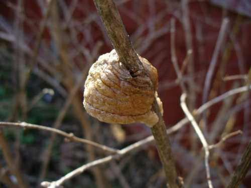 A close-up of a brown, round cocoon attached to a thin twig, surrounded by bare branches.