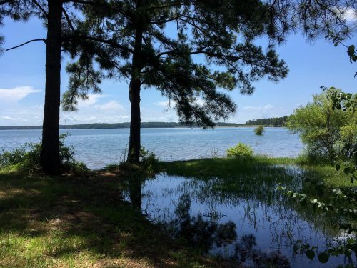 A serene lake view framed by tall trees, with clear blue skies and gentle ripples on the water's surface.