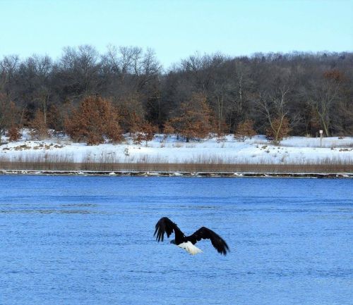 A bald eagle glides over a snowy river, with trees lining the shore in the background.