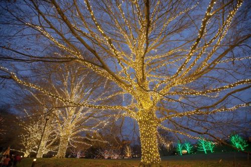 A tree adorned with warm white lights, surrounded by colorful illuminated trees at dusk.