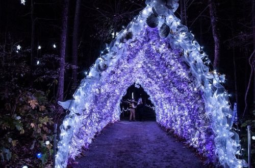 A beautifully lit archway made of flowers and lights, set in a dark forest, creating a magical atmosphere.