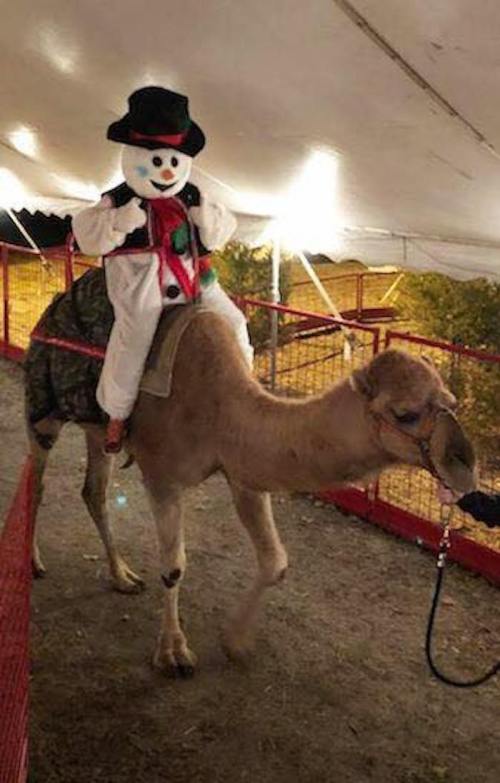 A snowman figure in a hat and scarf sits on a camel, under a tent with a festive atmosphere.