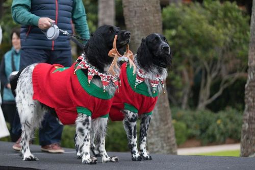 Two dogs in festive red sweaters with antlers stand on a stage, surrounded by greenery and people in the background.