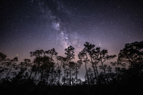 A starry night sky filled with the Milky Way, silhouetted trees in the foreground, and a hint of light on the horizon.