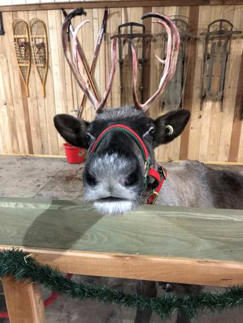 A close-up of a reindeer with antlers, wearing a red and green harness, peering over a wooden fence in a rustic setting.
